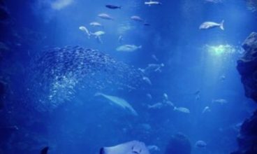 Best Aquariums Near Me – Locations in United States