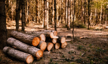 Firewood For Sale Near Me | Where To Buy Firewood Closest Me?