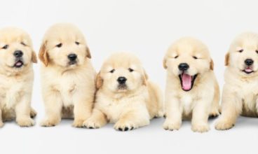 Puppies for Sale Near Me – Most Popular Puppies Species